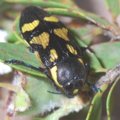 Castiarina octospilota (A Jewel Beetle) at Wingecarribee Local Government Area - 14 Nov 2020 by Harrisi