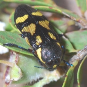 Castiarina octospilota at Sutton Forest, NSW - 14 Nov 2020