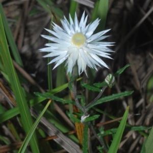 Helichrysum leucopsideum at Sutton Forest - 14 Nov 2020