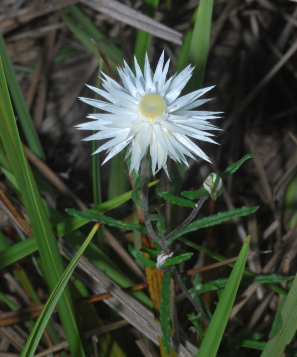 Helichrysum leucopsideum at Sutton Forest - 14 Nov 2020