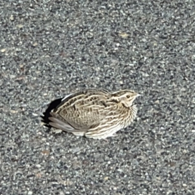 Coturnix pectoralis (Stubble Quail) at Majura, ACT - 17 Nov 2020 by millsse