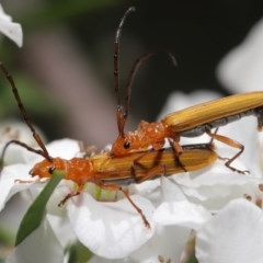 Stenoderus concolor (Longhorn Beetle) at ANBG - 10 Nov 2020 by TimL