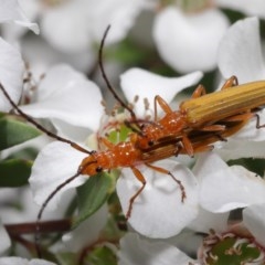 Stenoderus concolor at Acton, ACT - 11 Nov 2020