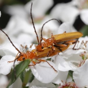 Stenoderus concolor at Acton, ACT - 11 Nov 2020