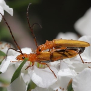 Stenoderus concolor at Acton, ACT - 11 Nov 2020