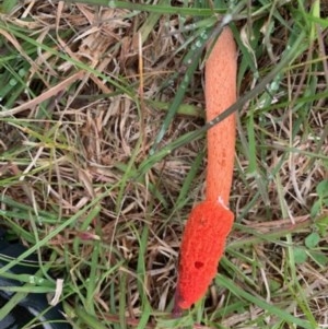 Phallus rubicundus at Wamboin, NSW - 31 Oct 2020