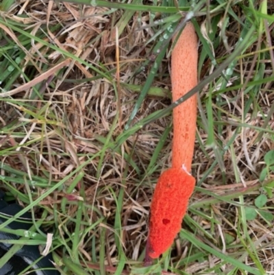 Phallus rubicundus (Phallus rubicundus) at QPRC LGA - 30 Oct 2020 by Komidar