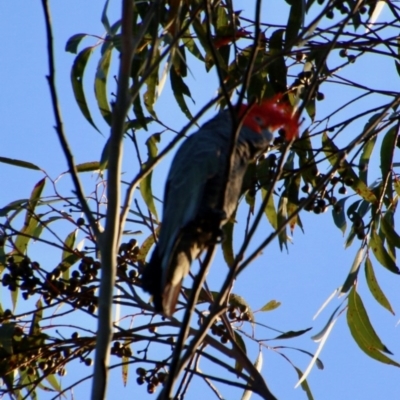 Callocephalon fimbriatum (Gang-gang Cockatoo) at Broulee Moruya Nature Observation Area - 14 Nov 2020 by LisaH