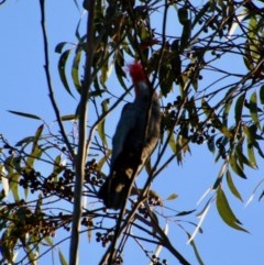 Callocephalon fimbriatum at Moruya, NSW - suppressed