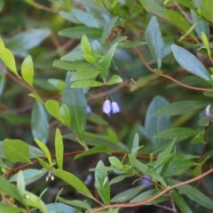 Billardiera heterophylla (Western Australian Bluebell Creeper) at Broulee Moruya Nature Observation Area - 14 Nov 2020 by LisaH