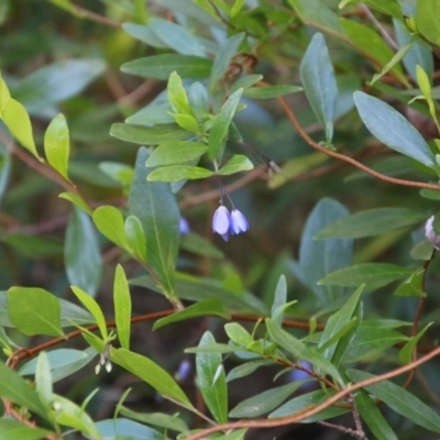 Billardiera heterophylla (Western Australian Bluebell Creeper) at Moruya, NSW - 14 Nov 2020 by LisaH