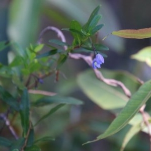 Billardiera heterophylla at Moruya, NSW - 15 Nov 2020