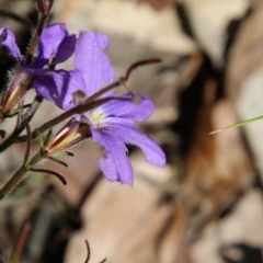 Scaevola ramosissima (Hairy Fan-flower) at Moruya, NSW - 15 Nov 2020 by LisaH