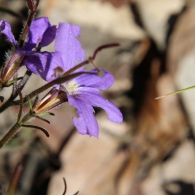 Scaevola ramosissima (Hairy Fan-flower) at Broulee Moruya Nature Observation Area - 14 Nov 2020 by LisaH