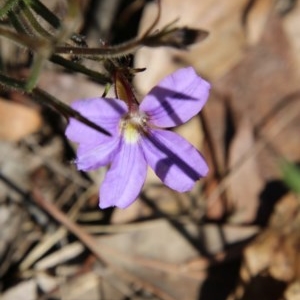 Scaevola ramosissima at Moruya, NSW - suppressed