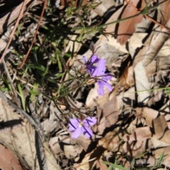 Scaevola ramosissima at Moruya, NSW - suppressed