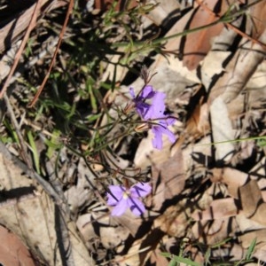 Scaevola ramosissima at Moruya, NSW - suppressed