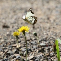 Belenois java (Caper White) at Moruya, NSW - 15 Nov 2020 by LisaH