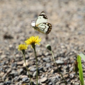 Belenois java at Moruya, NSW - 15 Nov 2020