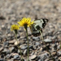 Belenois java at Moruya, NSW - 15 Nov 2020