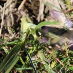 Dianella sp. (Flax Lily) at Broulee Moruya Nature Observation Area - 14 Nov 2020 by LisaH