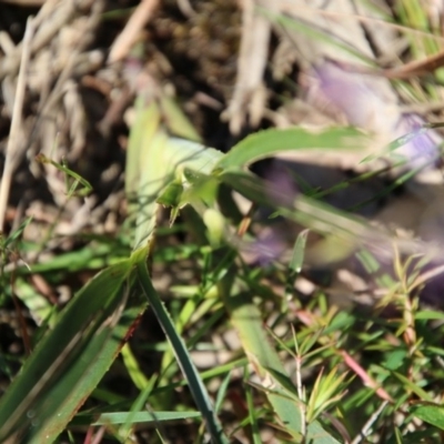 Dianella sp. (Flax Lily) at Moruya, NSW - 14 Nov 2020 by LisaH