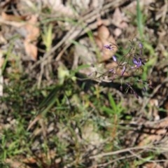 Dianella sp. at Moruya, NSW - suppressed