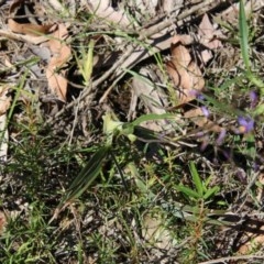 Dianella sp. at Moruya, NSW - suppressed