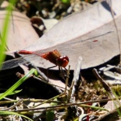 Diplacodes bipunctata (Wandering Percher) at Broulee Moruya Nature Observation Area - 14 Nov 2020 by LisaH