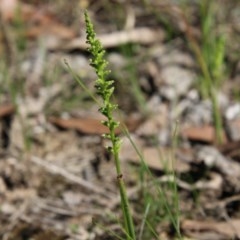 Microtis sp. (Onion Orchid) at Broulee Moruya Nature Observation Area - 14 Nov 2020 by LisaH