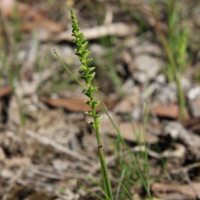 Microtis sp. (Onion Orchid) at Moruya, NSW - 15 Nov 2020 by LisaH