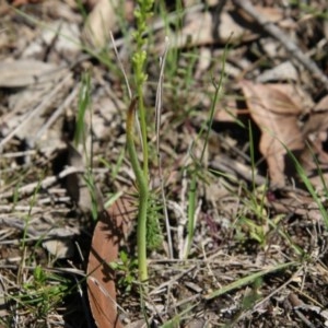 Microtis sp. at Moruya, NSW - suppressed