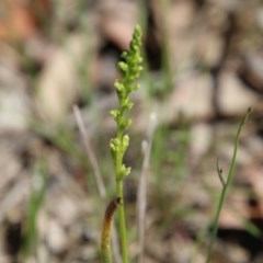 Microtis sp. at Moruya, NSW - suppressed