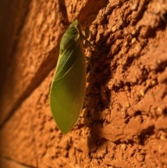 Cystosoma saundersii (Bladder Cicada) at Garran, ACT - 16 Nov 2020 by Tapirlord