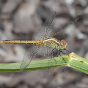 Diplacodes bipunctata at Evatt, ACT - 11 Nov 2020 12:55 PM