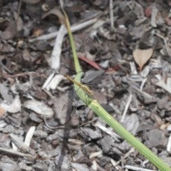 Diplacodes bipunctata at Evatt, ACT - 11 Nov 2020 12:55 PM