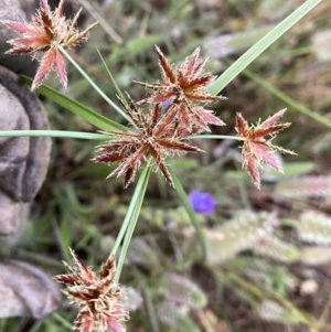 Cyperus lhotskyanus at Googong, NSW - 16 Nov 2020 09:45 PM