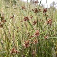 Cyperus lhotskyanus at Googong, NSW - 16 Nov 2020