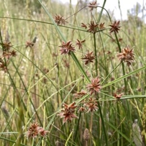 Cyperus lhotskyanus at Googong, NSW - 16 Nov 2020 09:45 PM