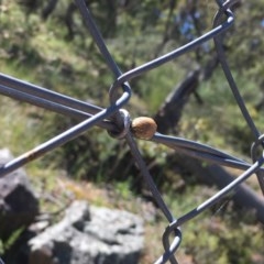 Paropsis sp. (genus) (A leaf beetle) at Mount Mugga Mugga - 14 Nov 2020 by Tapirlord