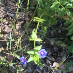 Lysimachia loeflingii (Blue Pimpernel) at Garran, ACT - 15 Nov 2020 by Tapirlord