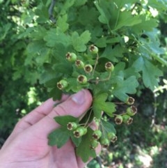 Crataegus monogyna (Hawthorn) at O'Malley, ACT - 15 Nov 2020 by Tapirlord