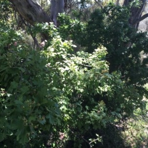 Crataegus monogyna at Isaacs Ridge - 15 Nov 2020