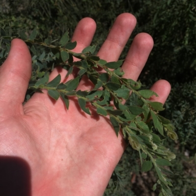 Acacia vestita (Hairy Wattle) at O'Malley, ACT - 15 Nov 2020 by Tapirlord