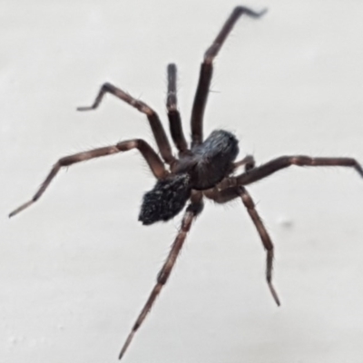 Badumna insignis (Black House Spider) at Sullivans Creek, Lyneham South - 16 Nov 2020 by trevorpreston