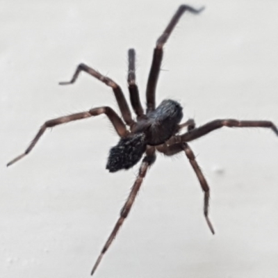 Badumna insignis (Black House Spider) at Lyneham, ACT - 17 Nov 2020 by trevorpreston