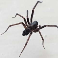 Badumna insignis (Black House Spider) at Lyneham, ACT - 16 Nov 2020 by tpreston