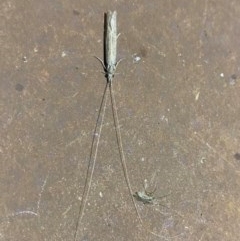 Leptoceridae sp. (family) (Long-horned caddisfly) at Majura, ACT - 16 Nov 2020 by Ghostbat