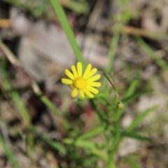 Senecio sp. (A Fireweed) at Broulee Moruya Nature Observation Area - 14 Nov 2020 by LisaH