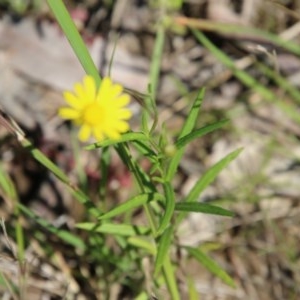 Senecio sp. at Moruya, NSW - suppressed